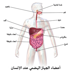 أعضاء الهضم