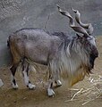 Bukharan markhor