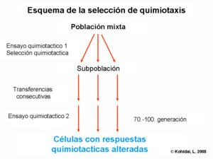 Chemotactic selection