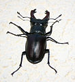 歐洲深山鍬形蟲♂ Lucanus cervus