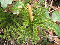 Lycopodium hickeyi