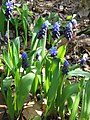 Гадючий лук широколистный (Muscari latifolium)