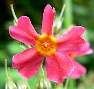 Primula mollis