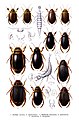 Dytiscidae. Plate from Die Käfer