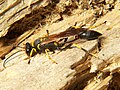 Mud dauber Sceliphron caementarium