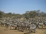 Zebror i Serengeti, Tanzania.