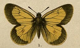 Colias stoliczkana.JPG