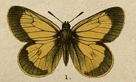 Colias stoliczkana