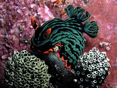 Nembrotha kubaryana, by Nick Hobgood