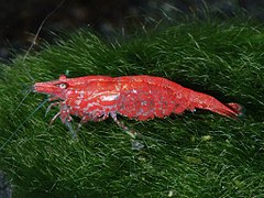 Neocaridina heteropoda, de la super-famille des Atyoidea