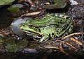 Pelophylax esculentus