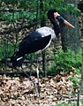 Saddle Billed Stork