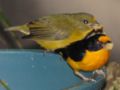 Violaceous Euphonia