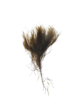 Thumbnail for File:Battersia arctica transparent.png