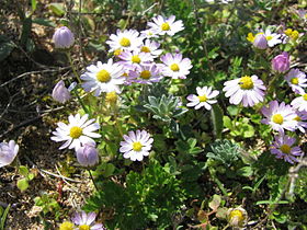 Flor da margarida-menor