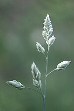 Thumbnail for File:Dactylis glomerata 134529212.jpg