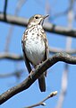 Hermit Thrush