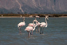 Flamants roses dans le lagon de Missolonghi.