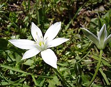 Ornithogalum umbellatum1.jpg