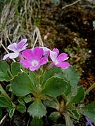 Primula hirsuta