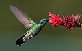 en:Hummingbird, en:List_of_feeding_behaviours, en:Green_Violetear, ...