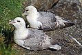 Fulmar at the Norwegian bird-island Runde