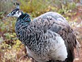 Indian Peacock