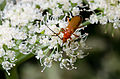 Rhagonycha fulva?