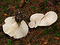 Calocybe gambosa, lames adnées, sporophore convexe, pousse au printemps