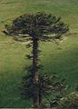 Araucaria araucana