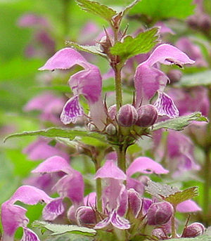 makullamio Lamium maculatum