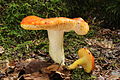 Russula aurea