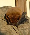 Pipistrelle