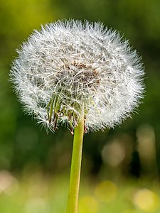 Taraxacum officinale (Common Dandelion, fruit)