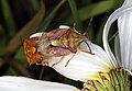 Carpocoris purpureipennis