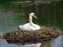 Kyhmyjoutsen (Cygnus olor)