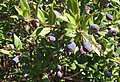 Myrtus communis