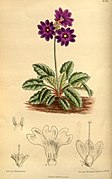 Primula chasmophila