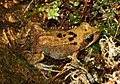 Rana temporaria juvenile