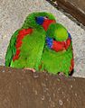 Red-flanked Lorikeet