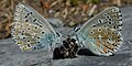 Butterflies engaging in Coprophagia