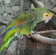 Yellow-shouldered Amazon