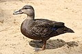 * Nomination American Black Duck --Cephas 16:10, 22 August 2010 (UTC) * Promotion Well done! -- George Chernilevsky 16:52, 22 August 2010 (UTC)