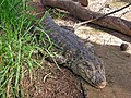 Kaimani pua-pana Caiman latirostris