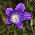 Campanula edulis