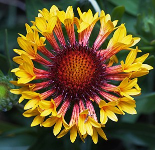 Gaillardia sp. 'Fanfare' (Blanket Flower)