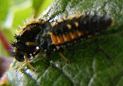 Larva de Harmonia axyridis comendo outra larva que empezaba a pupar.