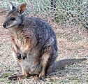 Macropus eugenii