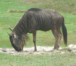 Dryžuotoji gnu (Connochaetes taurinus)