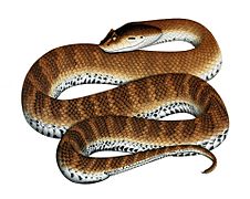 Common Death Adder